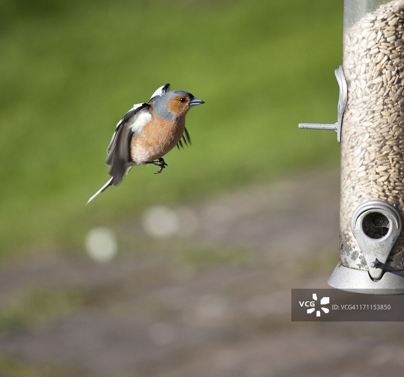 苍头燕雀飞向喂鸟器图片素材