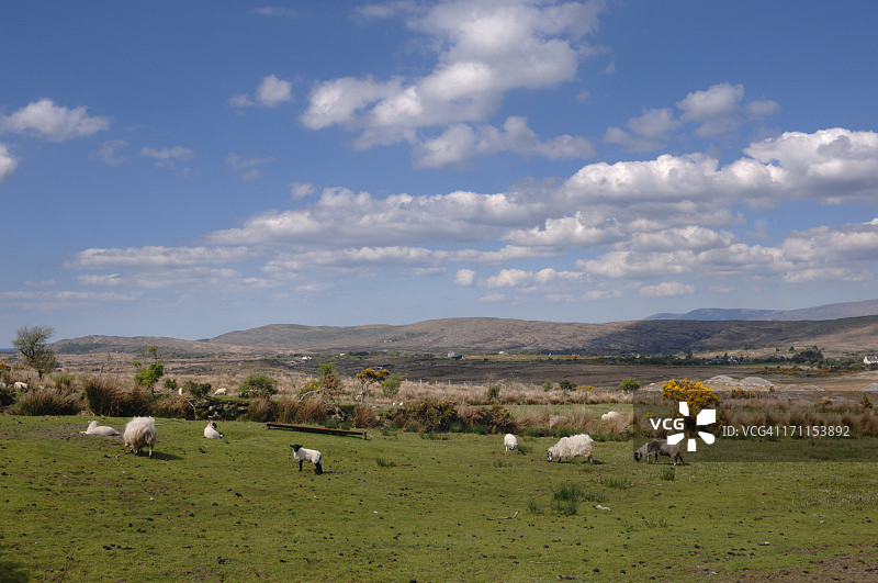 养羊场图片素材