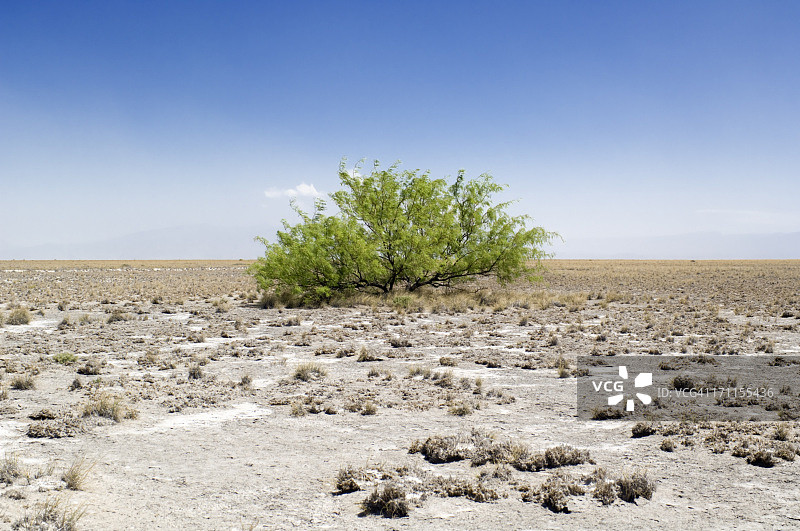 沙漠中顽强生长的绿植图片素材