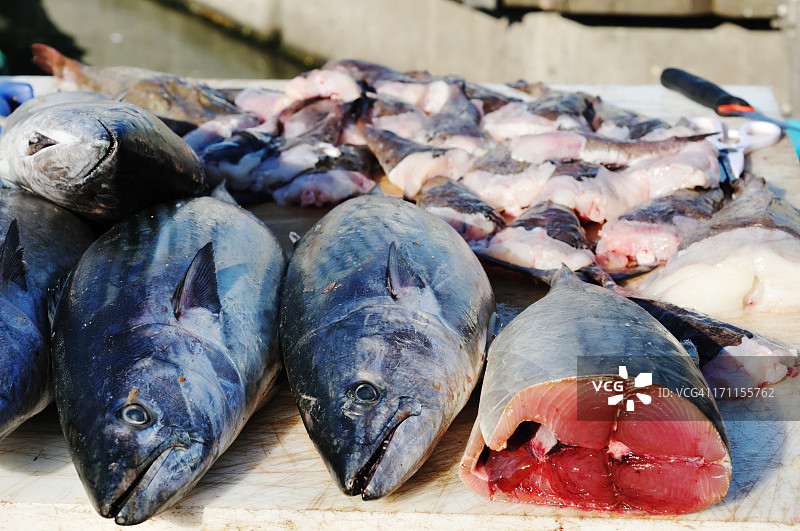 码头鱼摊上的金枪鱼图片素材