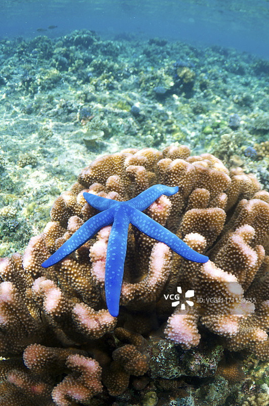 珊瑚上的蓝色海星图片素材