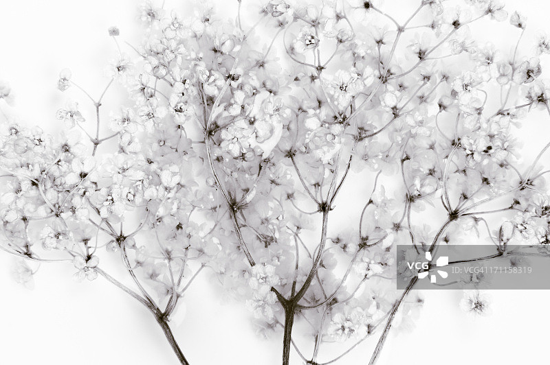 接骨木花茶图片素材