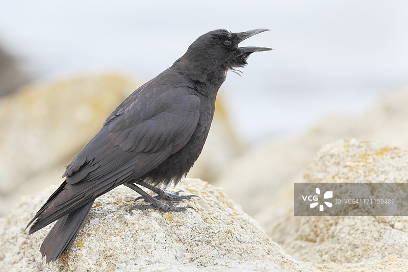海滩上的黑乌鸦图片素材