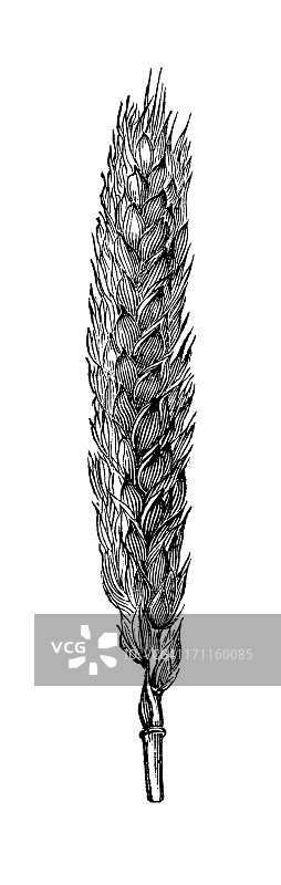 小麦谷物插画 | 复古农场主花园剪贴画图片素材