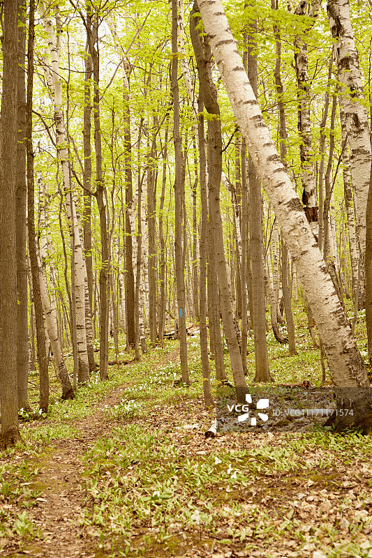 布鲁斯步道林间小路图片素材