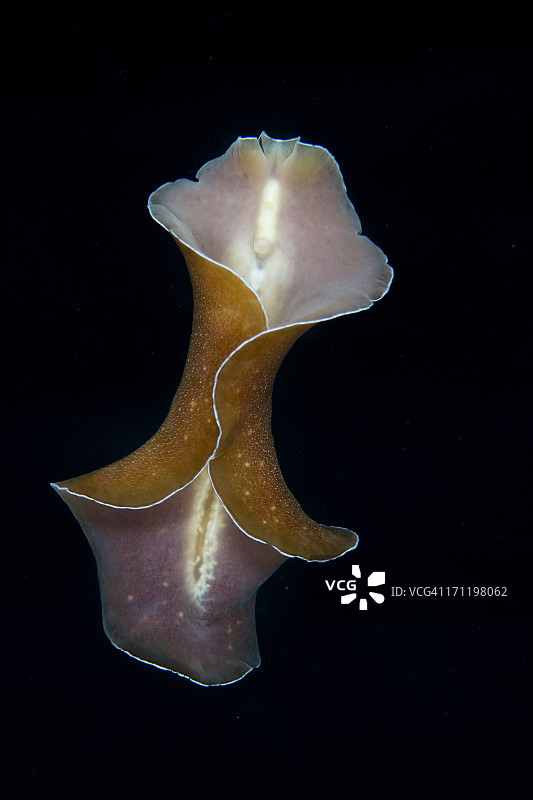 飞翔！图片素材