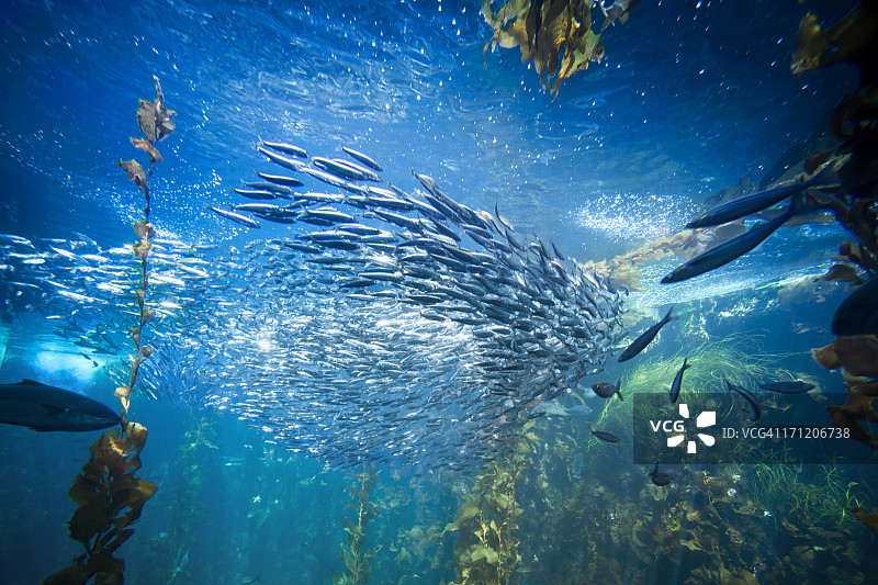 水下海洋生物和鱼类图片素材