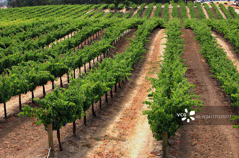 缠绕的藤蔓图片素材