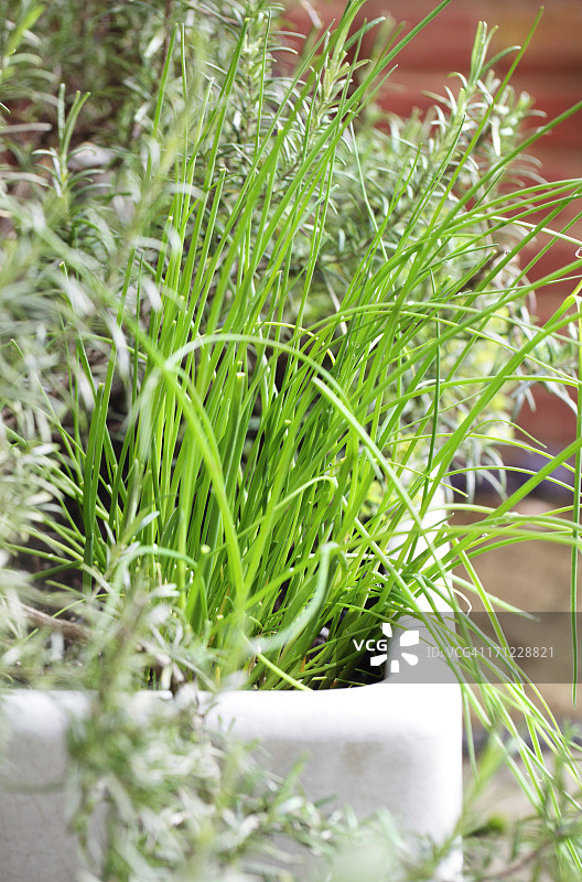 种满香草的旧水槽图片素材