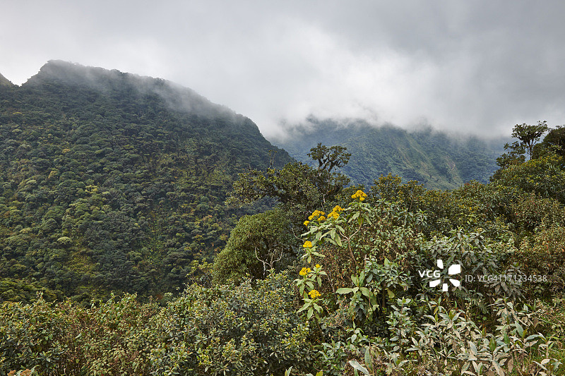 拉西维利亚云雾森林图片素材