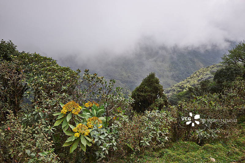 拉西维利亚云雾森林图片素材