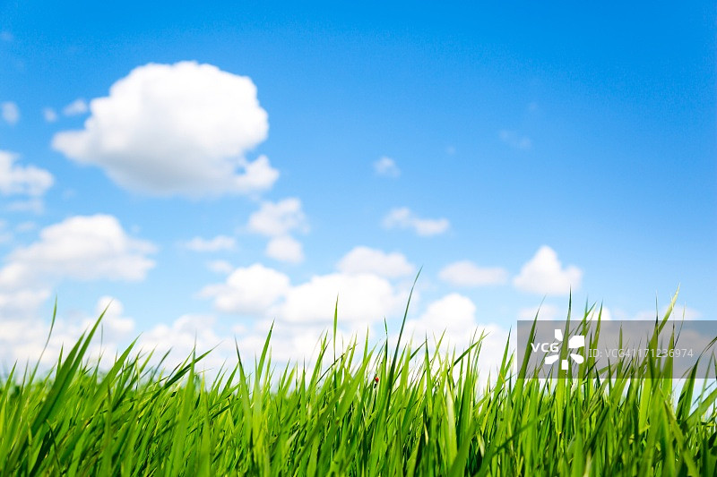 草地和天空-XXXL图片素材