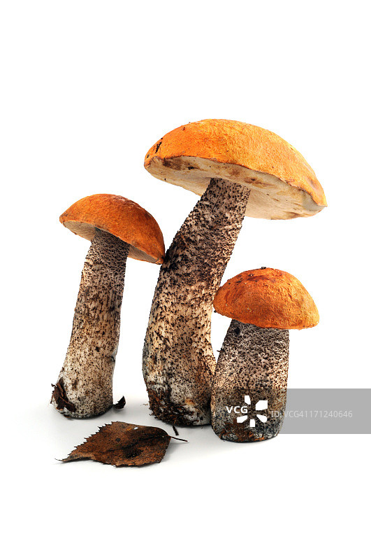 橙色白桦牛肝菌图片素材