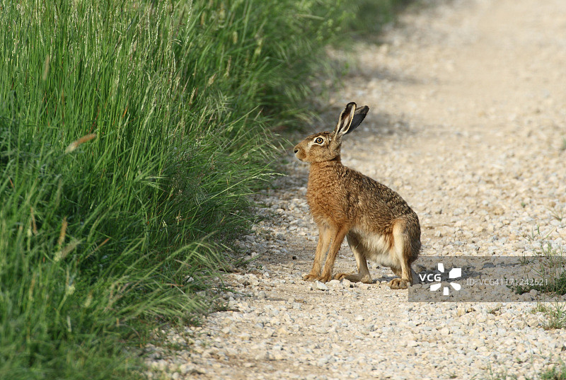 欧洲野兔图片素材