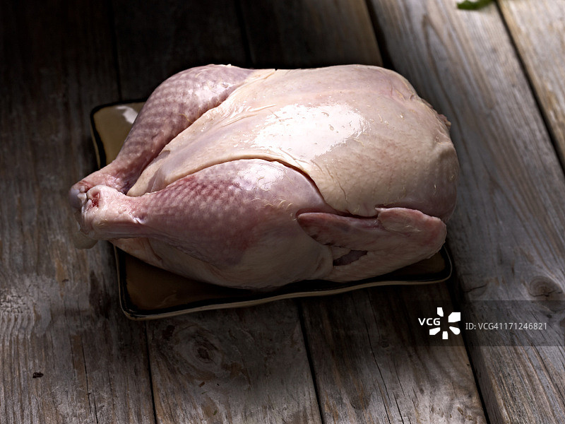 康沃尔母鸡图片素材