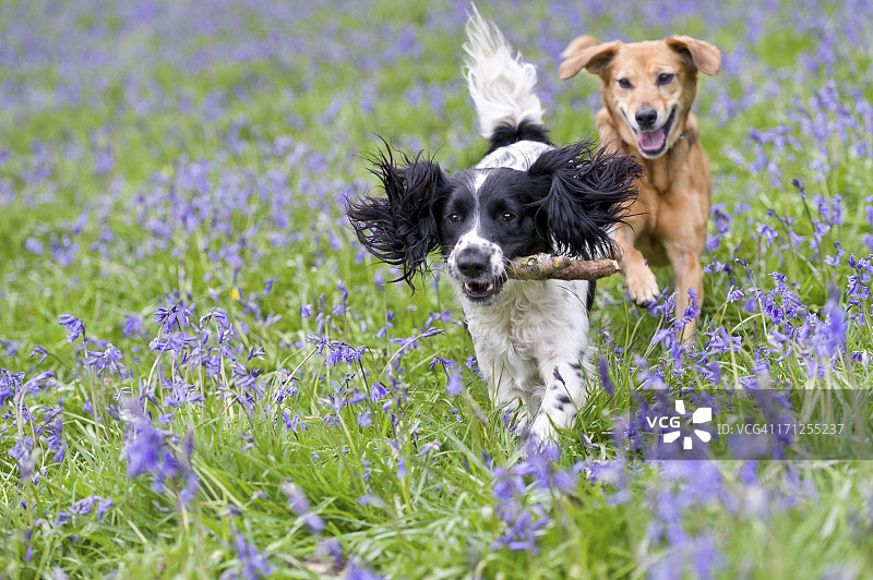 两只小狗嬉戏，一只嘴里叼着树枝图片素材