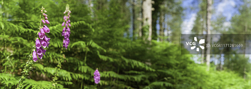 夏季森林中田园诗般的林地空地毛地黄图片素材