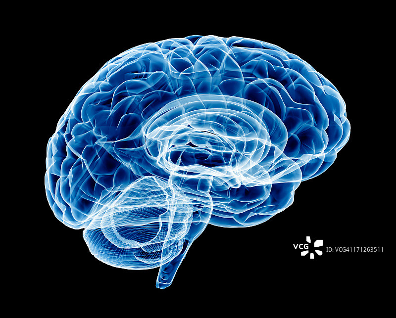 X光大脑图片素材