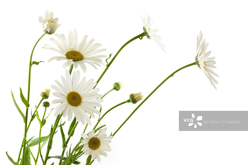 雏菊花图片素材