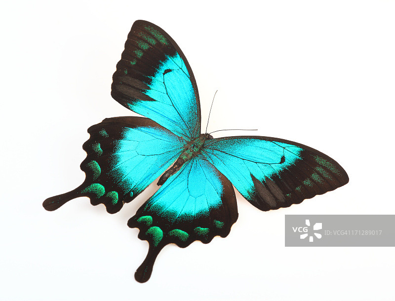 白色背景上隔离的蝴蝶图片素材