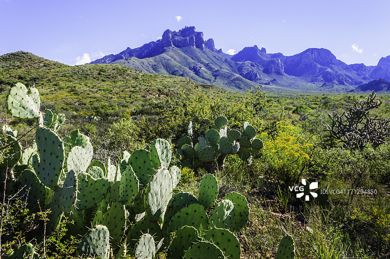 仙人掌，卡萨格兰德峰，大弯国家公园图片素材