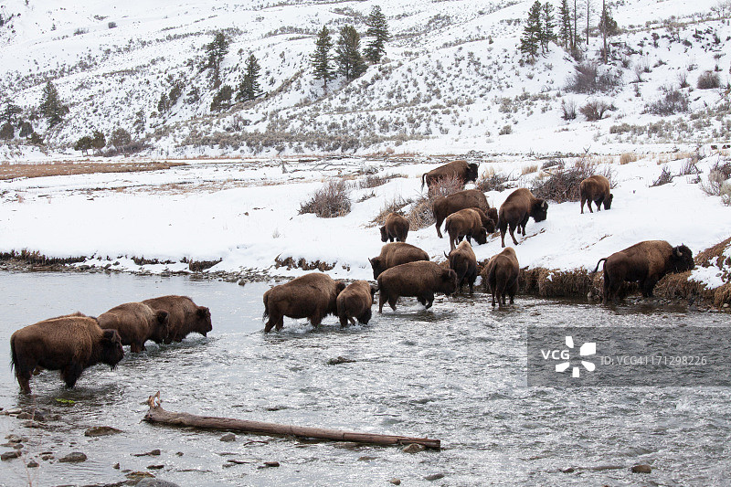 美洲野牛图片素材