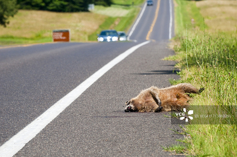 路杀：高速公路旁的死浣熊图片素材