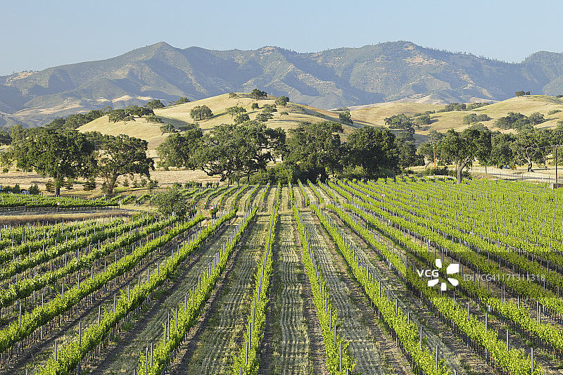 圣巴巴拉葡萄园图片素材
