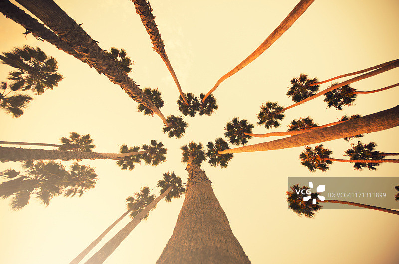 美国加利福尼亚州比佛利山日落棕榈树图片素材