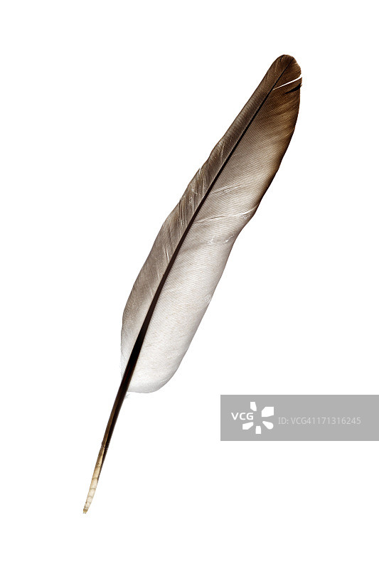 白色背景上的鸽子羽毛图片素材