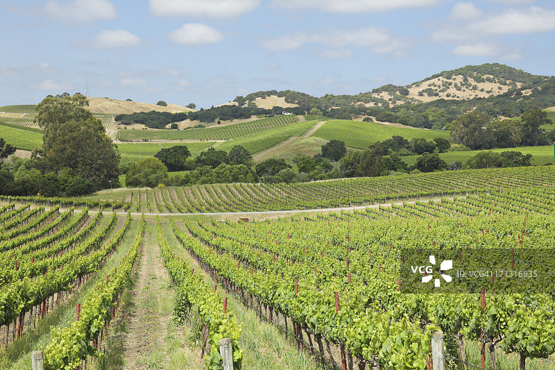 纳帕谷葡萄园图片素材