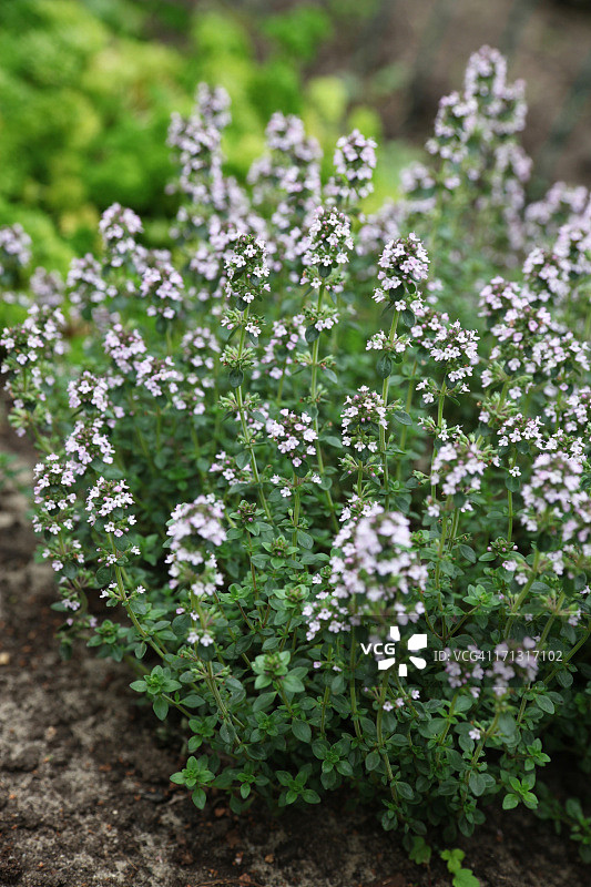 柠檬百里香图片素材