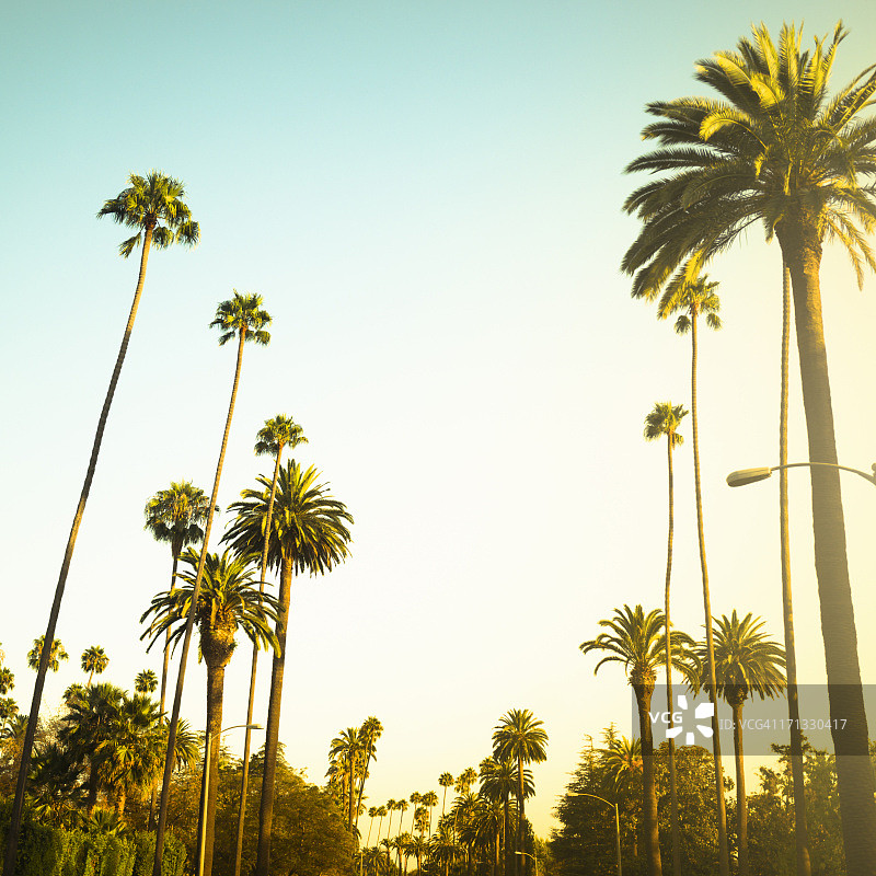 美国加利福尼亚州比佛利山日落棕榈树图片素材