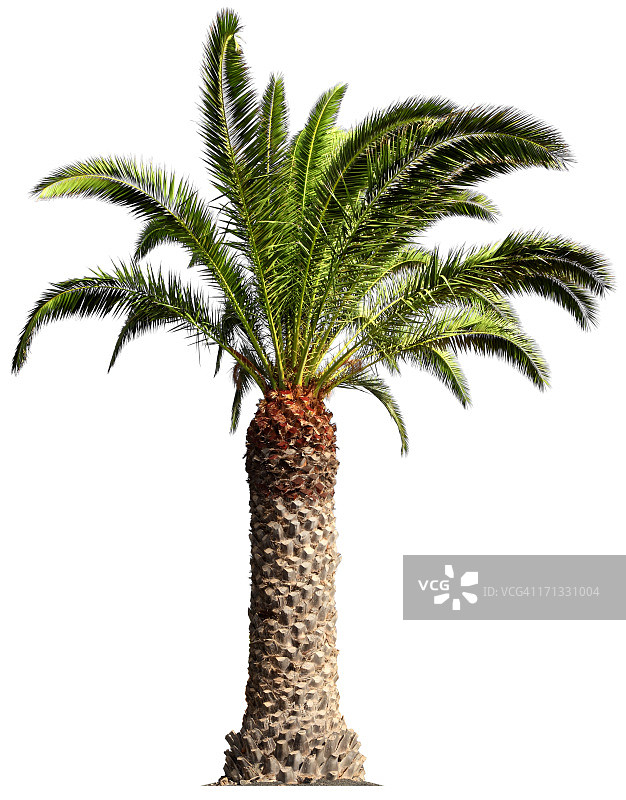 棕榈树图片素材
