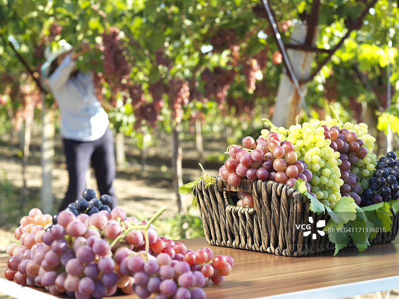 红葡萄和葡萄园图片素材