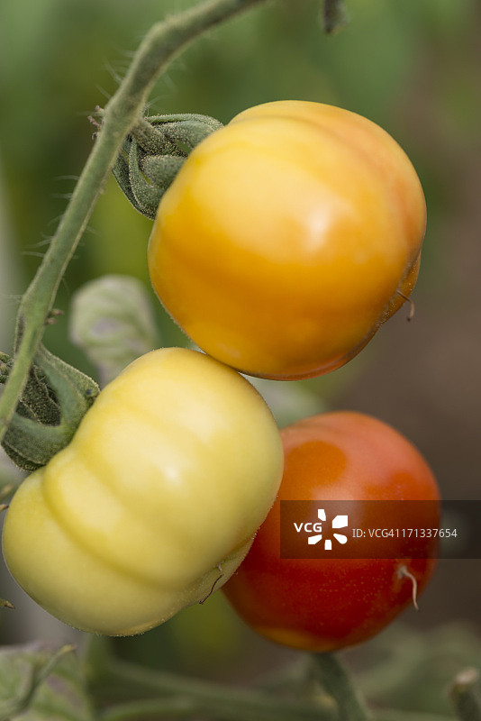 三个成熟的番茄图片素材