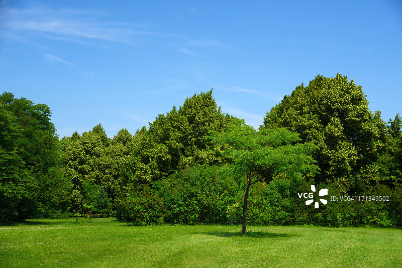 绿树成荫的夏季美丽景色图片素材