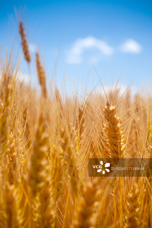 多云粮田图片素材