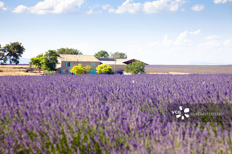 薰衣草田和房屋图片素材