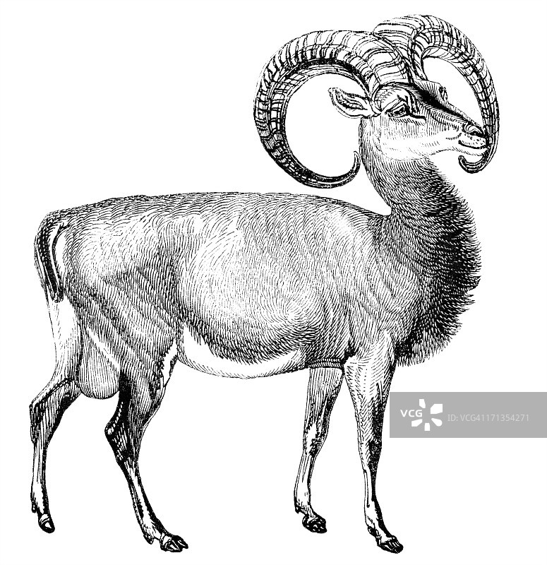 摩弗伦羊图片素材