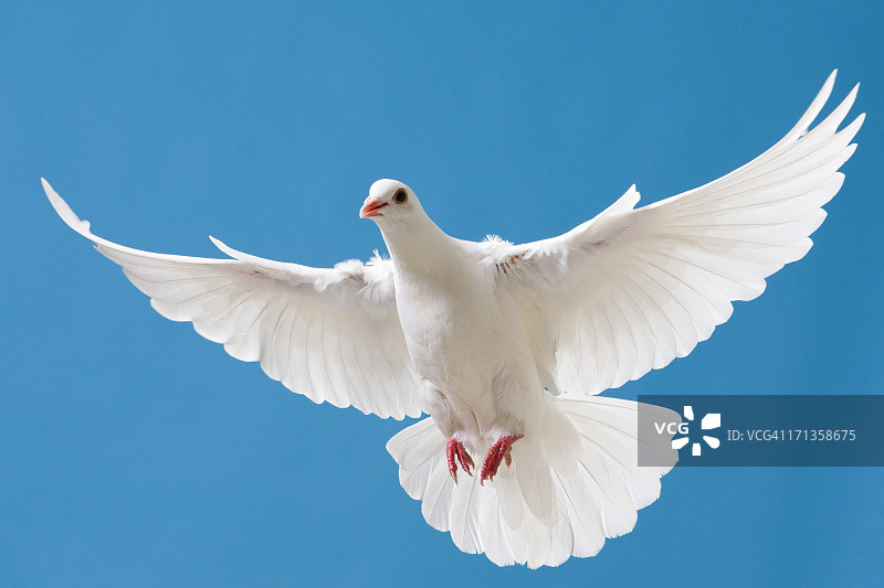 蓝天中展翅的白色鸽子图片素材