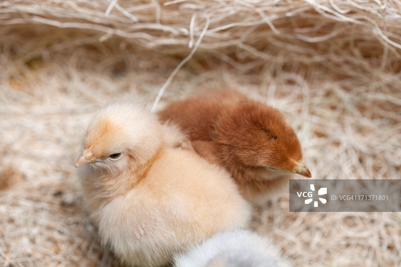新生小鸡图片素材