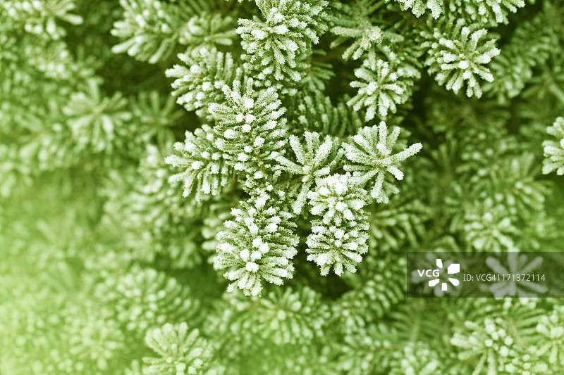 霜冻松叶图片素材