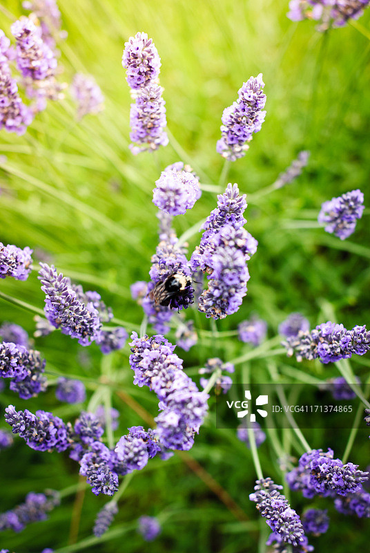 薰衣草图片素材