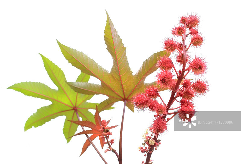 白色背景下的蓖麻油植物图片素材