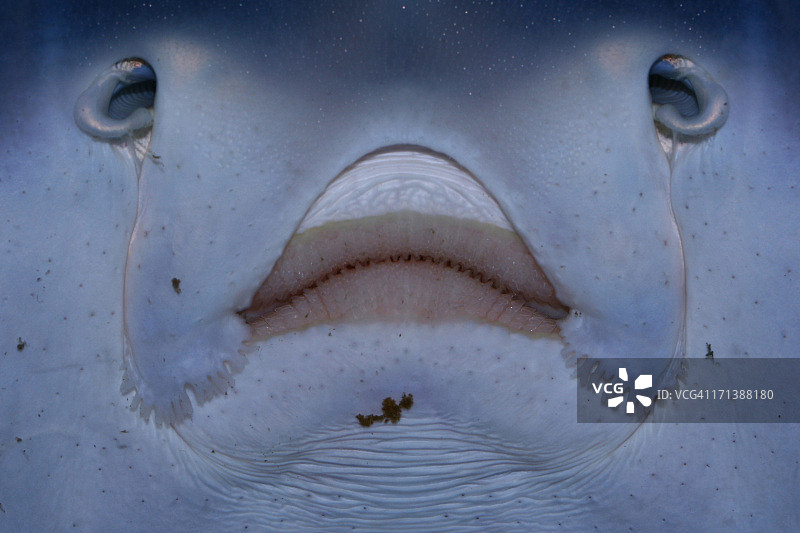 幽灵肖像图片素材