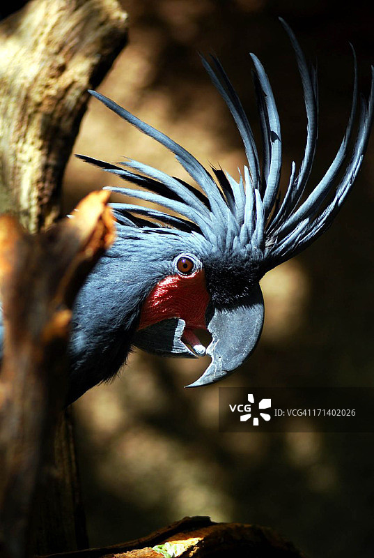 黑色棕榈凤头鹦鹉图片素材