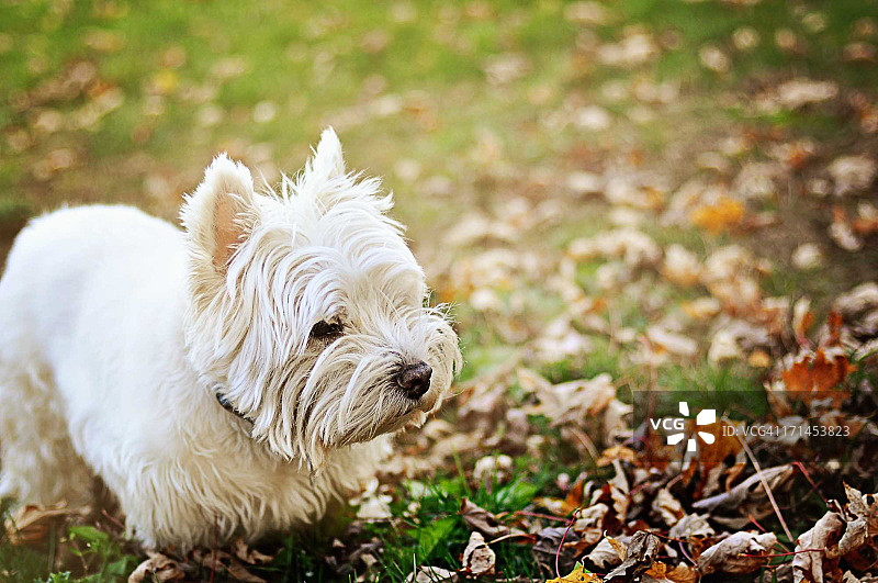 在落叶中玩耍的西高地白梗图片素材