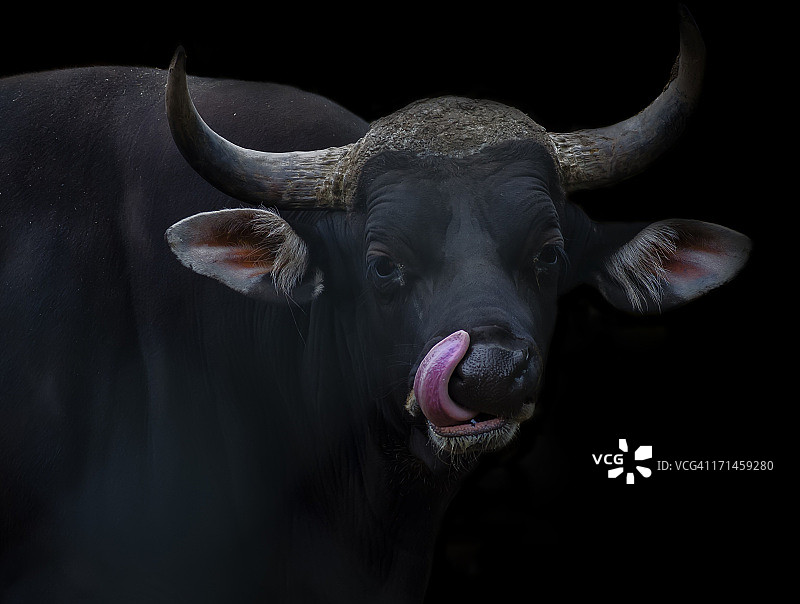 爪哇野牛图片素材