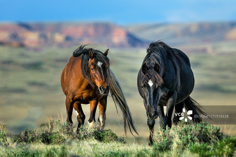 两匹母马图片素材